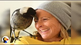 Magpie Bird Saves Family  The Dodo [upl. by Eillom652]