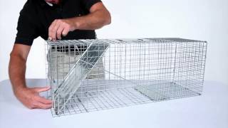 How to Set Havahart® Large 1Door Trap Model 1079 for Raccoons Cats Groundhogs and Opossums [upl. by Crowns]