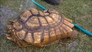 Extracting a Sulcata Tortoise From its Burrow [upl. by Maram]