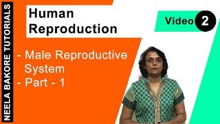 Human Reproduction  NEET  Male Reproductive System  Part 1  Neela Bakore Tutorials [upl. by Sorrows]