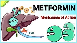 Metformin Mechanism of Action [upl. by Thorley444]