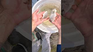 Hooked a Fish Instantly With This Bait fishing swsadventures swsportsman florida [upl. by Eiliah83]