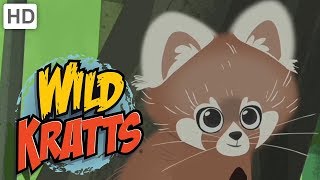 Wild Kratts  Discover Pandas and More Bears [upl. by Yennek791]