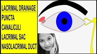 Anatomy of Lacrimal Drainage System  Puncta Canaliculi Sac amp Nasolacrimal Duct [upl. by Nodnnarb]