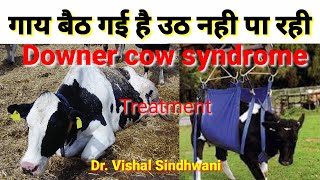 गाय बैठ गई है खड़ी नही हो पा रही कैसे करें इलाजDowner cow syndrome treatment in hindi [upl. by Lynsey]