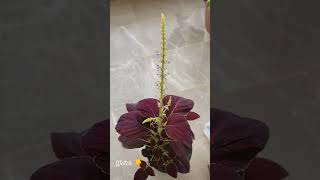 Flowering Fast Growing Coleus 🌸🌸 [upl. by Lemyt]