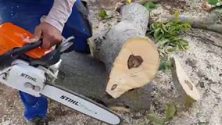 STIHL MS 311 chainsaw [upl. by Kaehpos]