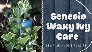 Wax Ivy Senecio macroglossus Plant Care Guide For Beginners [upl. by Nylinnej994]