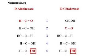 Structure des glucides BIOCHIME PACES 1ére année médecine [upl. by Easter]