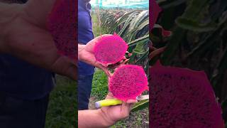 Amazing and Organic Dragon Fruit Cutting fruit bangladesh fruitcutting [upl. by Dalia]