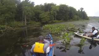 Pohick Bay Snakehead and Largemouth Bass [upl. by Selohcin]