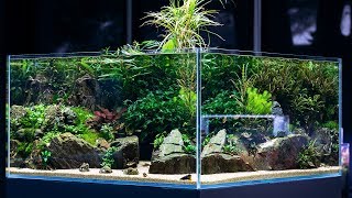 BEAUTIFUL AQUASCAPE with 360 view  Cinematic short by Green Aqua [upl. by Lindsey]