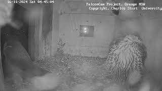 Box Camera  FalconCam Project LIVE [upl. by Oznecniv]