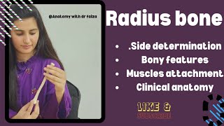 radius bone anatomy 3d  anatomy of radius bone attachments  Anatomywithdrfaiza [upl. by Neih]