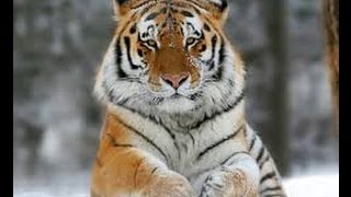 A la Caza del Tigre Ruso  Documental Completo en Español [upl. by Hankins]