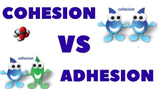 Difference between Cohesion and Adhesion  Cohesion  Adhesion  Cohesion Vs Adhesion Hindi [upl. by Emor]