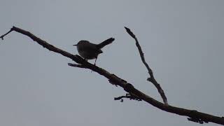 Bewicks Wren callsong [upl. by Ayokal]