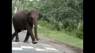 Wild Elephant Attack Mudumalai Forest Karnataka [upl. by Arotahs]