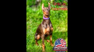 Gracie  Doberman  Best Trained Dogs of OR  Portland OffLeash K9 Training [upl. by Cut]