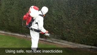 Controlling Conifer Mite With Progreen [upl. by Daniell]