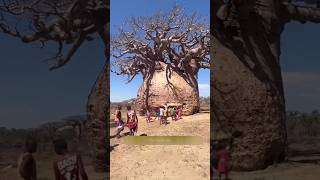 Baobab Water Tree 🌴 [upl. by Accalia]