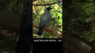 189 Blackfaced Cuckooshrike horts [upl. by Aisila]