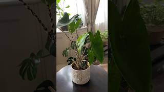 Alocasia zebrina alocasia indoorplants houseplants plantcommunity plantcollection [upl. by Rosaline]