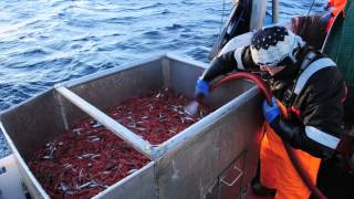 Prawn fishing in Norway [upl. by Enahsal]