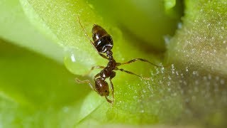 A carnivorous butterwort plant traps an ant [upl. by Carlson697]