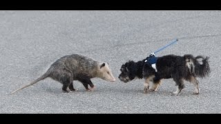 opossum vs dog [upl. by Aztilem]