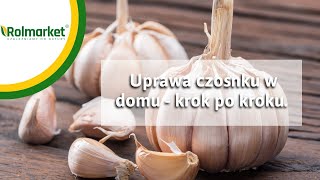 Uprawa czosnku krok po kroku Jak i kiedy sadzić czosnek  Rolmarketpl [upl. by Orten926]