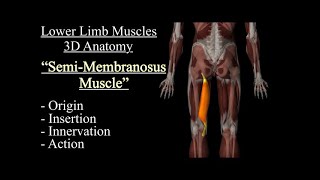 Semimembranosus Muscle Anatomy Origin Insertion Innervation And Action Function Motion [upl. by Nnaillek]