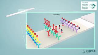 See how a lateral flow immunoassay works [upl. by Anirba]