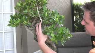 Bonsai  Refining Buttonwood Bonsai Tree [upl. by Tocs]