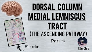 Dorsal column medial lemniscus tract  The Ascending pathway  Part  1 With PG questions [upl. by Orva]