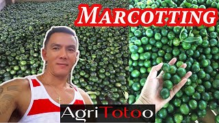 How to Marcot Calamansi  Air Layering [upl. by Viguerie]