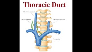 Revolutionizing Chylothorax Treatment  Thoracic Duct  2024 [upl. by Lleroj]