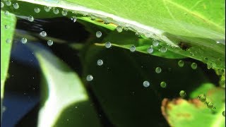 Breeding Gouramis 2nd Time with Closeup of Eggs and Fry [upl. by Notsur]