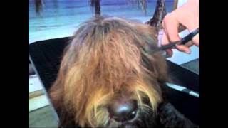 Grooming your labradoodle  knippen van de pony [upl. by Cosetta]