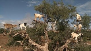 Treeclimbing goats in Moroccos argan forest [upl. by Hildegard]