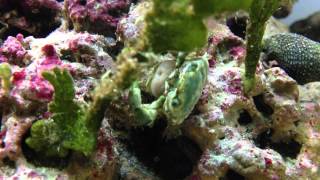 Sacculina carcini In Emerald Crab [upl. by Nirad]