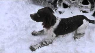 Springer Spaniel in the Snow [upl. by Oxford]