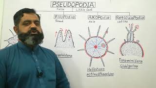 Types of Pseudopodia English medium profmasoodfuzail Pseudopodia  Anatomy of Pseudopodia [upl. by Arimas]