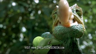 Chameleon Tongue In Slow Motion  One Life  BBC Earth [upl. by Hennessey426]