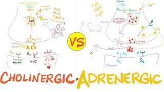 Cholinergic vs Adrenergic Nerve Fibers  Neurology [upl. by Dove440]