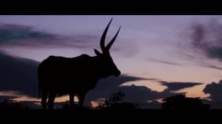 TRAILER Ankole The Cow With The Long Horns [upl. by Aihsilat]