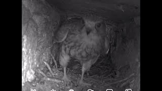 Kestrel Hedingham Castle Live [upl. by Eelahc]