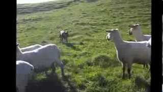 Illawarra Chief  Working Kelpie mustering sheep July 2012 [upl. by Isyad32]