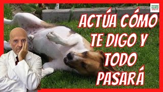 🚨 ¿QUÉ HACER SI MI PERRO TIENE CONVULSIONES Y BABEA 🚨 EPILEPSIA EN PERROS [upl. by Zeph419]