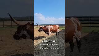 Longhorn cattle longhorncattle bull farming cowes trending farmanimal bulllovers subscribe [upl. by Farlee]